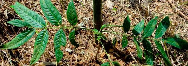 Início do plantio para recuperação da nascente “Biquinha”